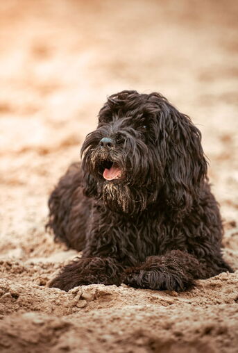 Ich bin Oskar - deine Energiequelle auf der Reise zu dir selbst // change your mind and grow